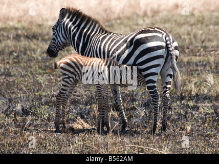 Female Plains or Burchell's Zebra (Equus burchelli) with foal suckling Stock Photo