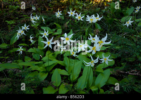 White Avalanche Lily Erythronium montanum Cascade Mountains Oregon Stock Photo