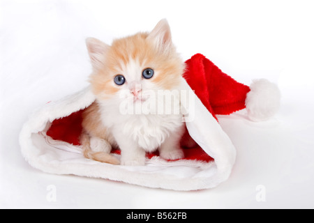 Little six weeks old kitten in a christmas hat Stock Photo