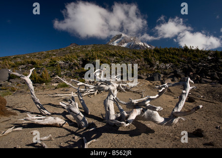 Whitebark pine Pinus albicaulis as dwarf Krummholz community at high altitude 7000 ft on Mount Hood Oregon Cascade Mountains Stock Photo