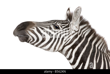 Zebra 4 years in front of a white background Stock Photo