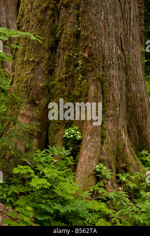 An old Western Red Cedar tree and forest in the North Cascades of ...