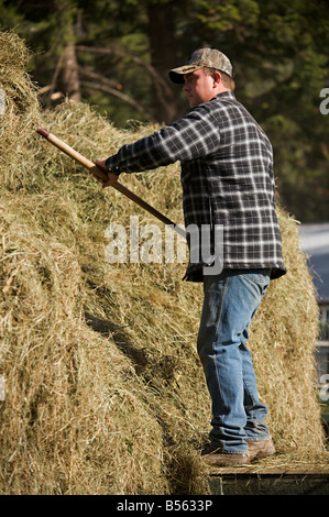 Hay bailing demonstration with a belt driven hay press during steam engine show, Westwold, 'British Columbia', Canada Stock Photo