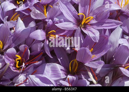 Picked Crocus sativus flowers each showing the three valuable Saffron stamens - sud-Touraine, France. Stock Photo