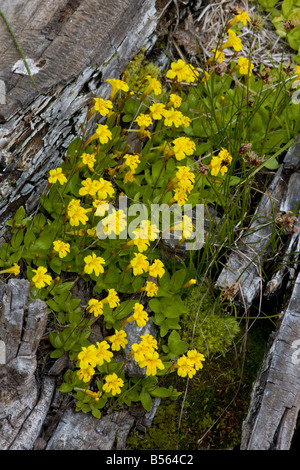 Primrose Monkey flower Mimulus primuloides in mass Mount Lassen National Park California Stock Photo