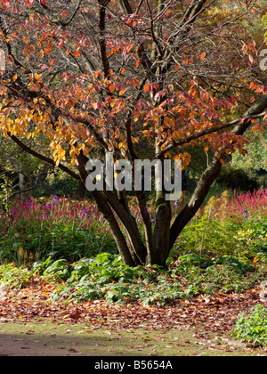 Oriental cherry (Prunus serrulata) Stock Photo