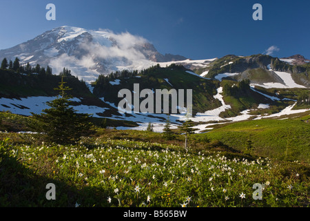 White Avalanche Lily Erythronium montanum en masse on Mount Rainier Cascade Mountains Washington Stock Photo