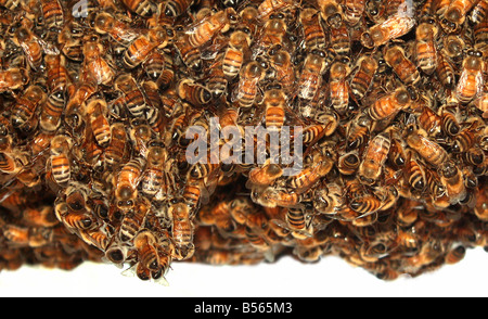 USA Bee name for flying insects of the superfamily Apoidea These bees were captured as they were building a bee hive Stock Photo