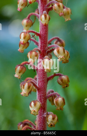 Pinedrops Pterospora andromedea a saprophyte or myco heterotrophs found in pine woodlands Oregon