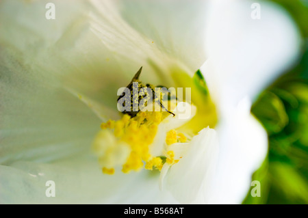 Rose of Sharon Hibiscus syriacus Diana with bumblebee Stock Photo