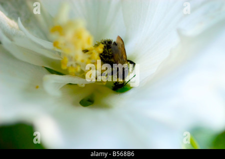 Rose of Sharon Hibiscus syriacus Diana with bumblebee Stock Photo