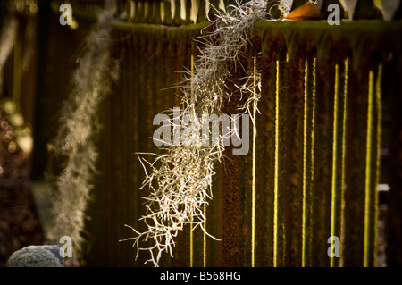 Hilton head cemetery, Spanish Moss Stock Photo