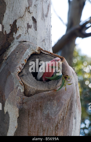 An Australian Galah Eolophus roseicapilla nesting in a hollow in a Eucalyptus tree in Western Australia Stock Photo