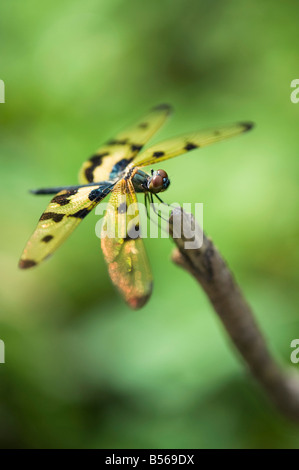 Rhyothemis variegata. Common Picturewing dragonfly /  variegated flutterer in the Indian countryside. Andhra Pradesh, India Stock Photo