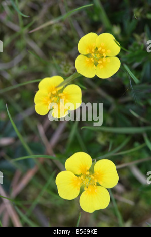 TORMENTIL Potentilla erecta CLOSE UP OF FLOWERS Stock Photo