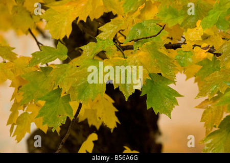Leaves of Wild Service Tree Sorbus torminalis in autumn colour Romania Stock Photo