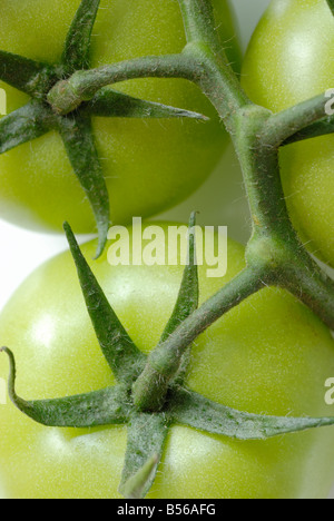 Green Tomatoes on the Vine Stock Photo - Alamy