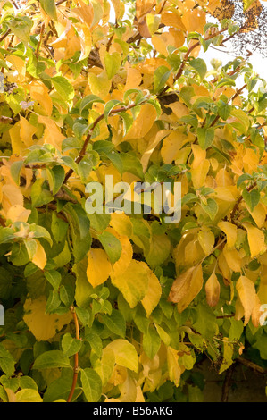 Autumn leaf colour of Hydrangea petiolaris Stock Photo