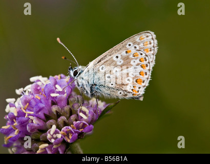 Northern Argus butterfly in the peak district Stock Photo