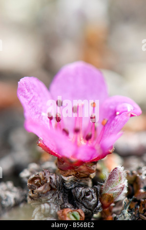 The purple flowers of the purple saxifrage in the Arctic spring are the first to appear after the snow melts on the tundra Stock Photo