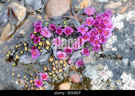 The purple flowers of the purple saxifrage in the Arctic spring are the first to appear after the snow melts on the tundra Stock Photo