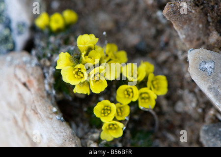 yellow saxifrage flowering in the brief arctic spring The plant favours niches protected from the wind Stock Photo