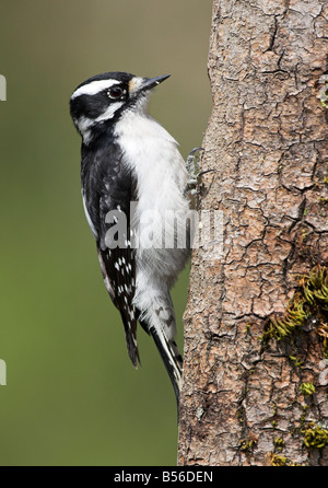 Downy Woodpecker picoides pubescens female feeding on tree trunk at Saanich Victoria Vancouver Island BC in April Stock Photo