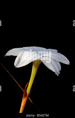 Central Texas wildflower in morning light Stock Photo