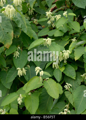 Giant knotweed (Fallopia sachalinensis syn. Reynoutria sachalinensis) Stock Photo