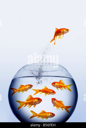 goldfish jumping out of the water from a crowded bowl Stock Photo