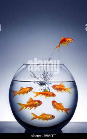 goldfish jumping out of the water from a crowded bowl Stock Photo