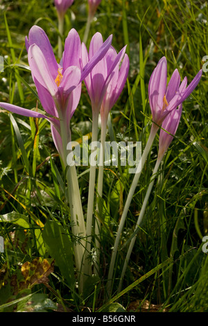 Meadow Saffron or Autumn Crocus Colchicum autumnale in flower in hay meadow Romania Stock Photo