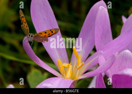 Small Copper butterfly Lycaena phlaeas on Meadow Saffron or Autumn Crocus Colchicum autumnale in hay meadow autumn Romania Stock Photo