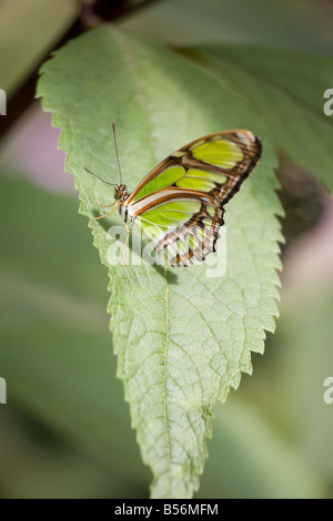 A false malachite butterfly on a leaf Stock Photo
