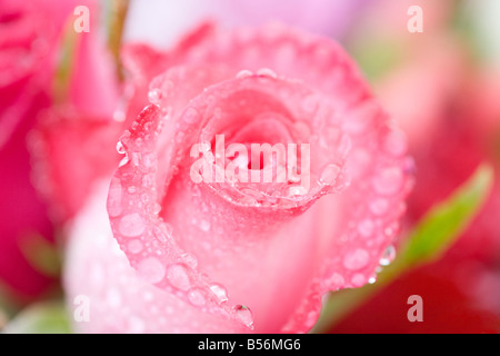 Pink roses covered in dew Stock Photo