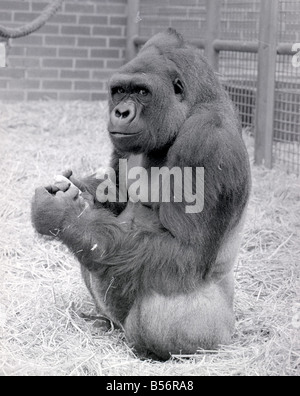 Baby Doll, a gorilla at Howlett Park Zoo in Littleborne with new born ...