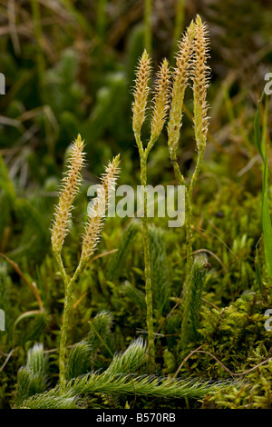 Stag's horn Clubmoss Lycopodium clavatum with fertile cones bearing sporangia autumn Romania Stock Photo