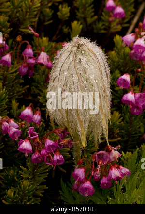 Seed heads of Western Anemone or Western Pasque flower Anemone occidentalis in the mist with red heather Mount Rainier Stock Photo