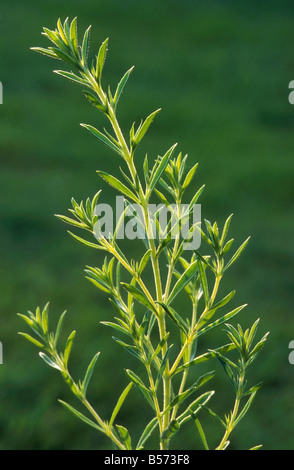Summer Savory Stock Photo