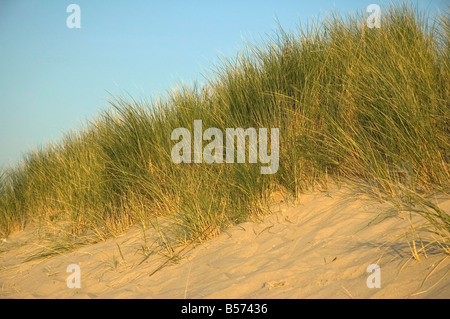 Closeup of a part of Dutch dunes Stock Photo