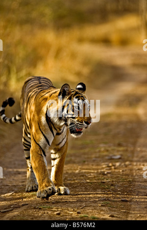Tiger walking head on towards the camera Stock Photo