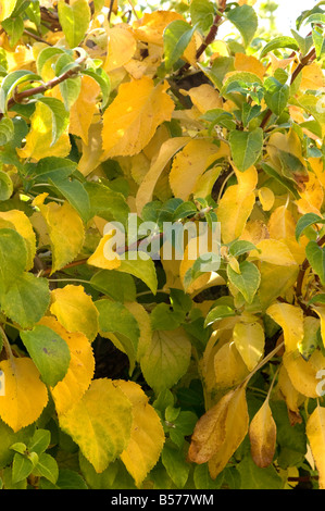 Autumn leaf colour of Hydrangea petiolaris Stock Photo