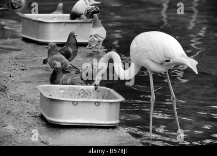Flamingoes at London Zoo. January 1975 75-00004-002 Stock Photo