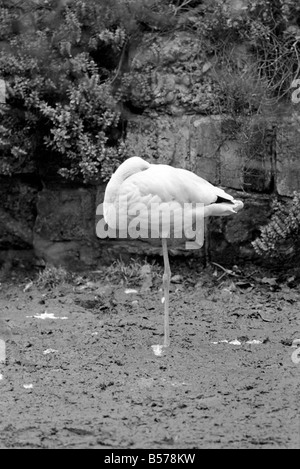 Flamingoes at London Zoo. January 1975 75-00004 Stock Photo