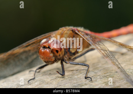 Ruddy Darter - Sympetrum sanguineum Stock Photo