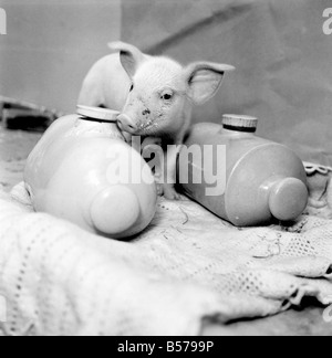 Little Pig Found Wandering Streets of London seen here keeping warm between two hot water bottles. January 1975 75-00592-002 Stock Photo