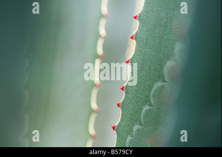 Agave americana.  Century plant leaf spines abstract Stock Photo