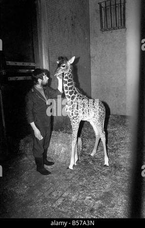 Keeper Jeff Nicklin with baby giraffe. January 1975 75-00398-007 Stock Photo