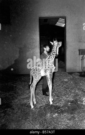 Keeper Jeff Nicklin with baby giraffe. January 1975 75-00398 Stock Photo