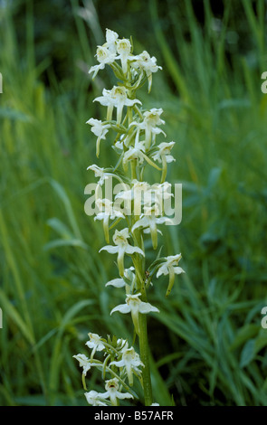 Greater butterfly orchid Platanthera chlorantha flowering plants Stock Photo